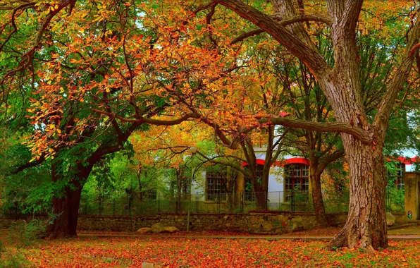 Картинка Осень, Деревья, Fall, Листва, Autumn, Colors, Leaves