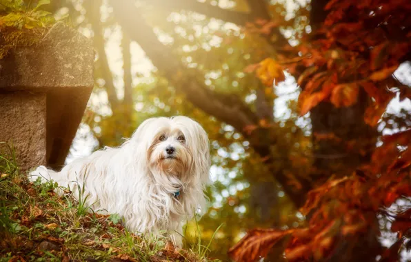 Картинка осень, взгляд, друг, собака