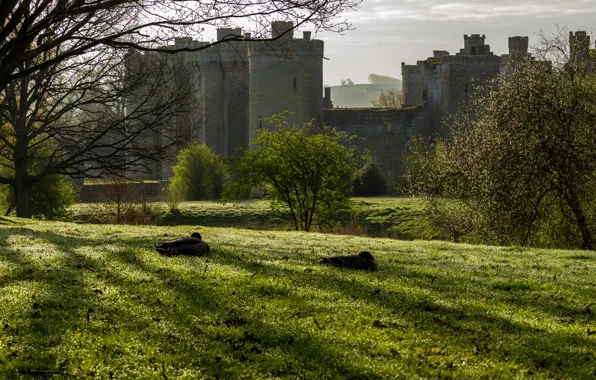 Трава, деревья, замок, поля, Англия, Bodiam Castle