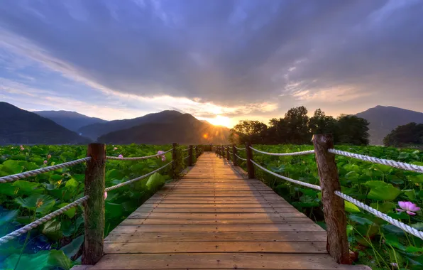 Пейзаж, закат, мост, лилии