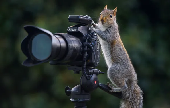 Поза, темный фон, белка, фотоаппарат, фотограф, Никон, объектив, серая