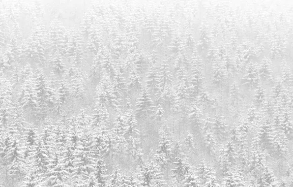 Снег, деревья, природа