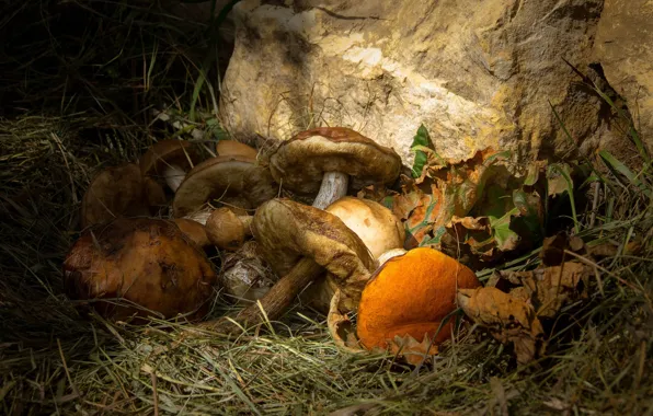 Каменные грибы Горного Алтая, в урочище Аккурум