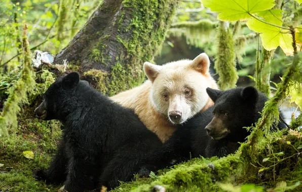 Картинка animal, black bear, kermode bear, Spirit bear