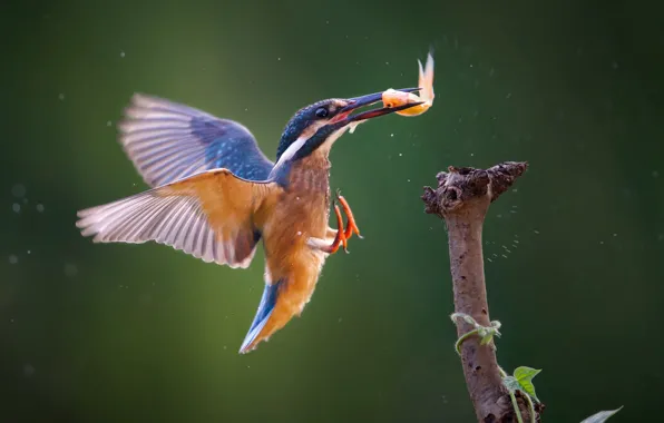 Картинка рыба, зимородок, kingfisher, улов