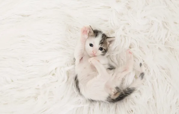 Кошка, взгляд, поза, котенок, лапки, малыш, покрывало, белый фон