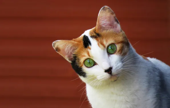 Картинка кошка, взгляд, фон, мордочка