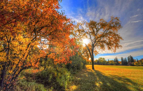 Картинка поле, осень, небо, трава, листья, облака, лучи, деревья