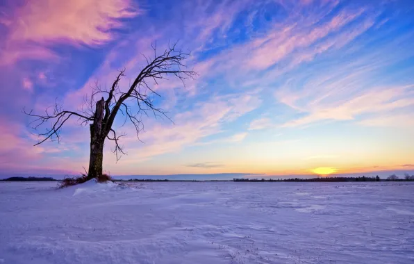 Картинка зима, небо, солнце, облака, снег, закат, дерево