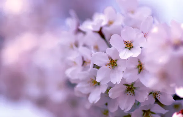 Картинка дерево, сиреневый, весна, цветение