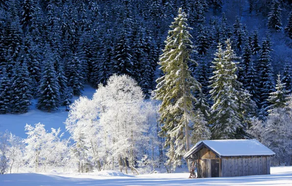 Зима, лес, снег, деревья, Германия, Бавария, сарай, Germany