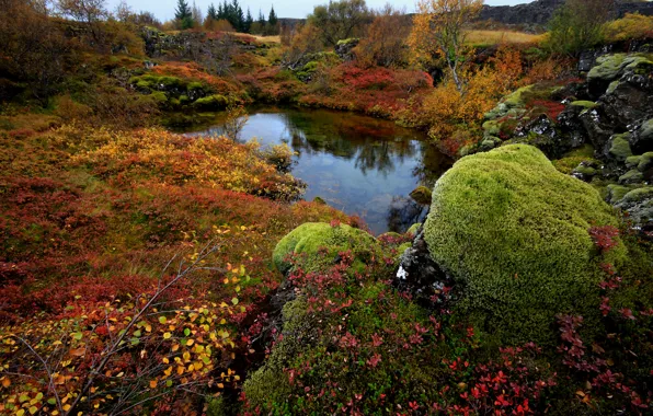 Осень, деревья, озеро, камни, мох, Исландия, National Park Thingvellir