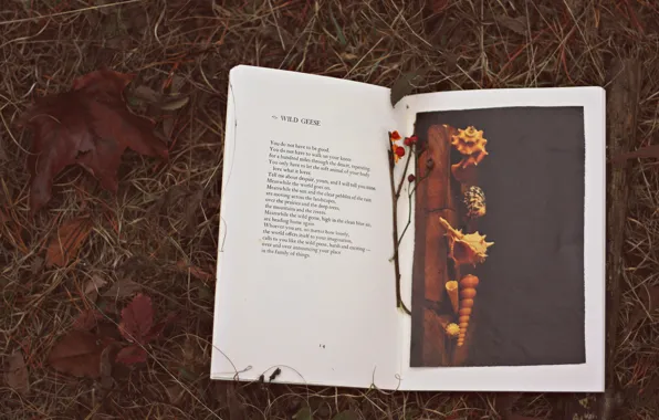 Картинка осень, листья, текст, книга