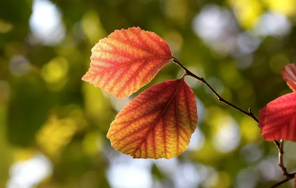 Осень, листья, макро, природа, дерево, ветка, листочки, прожилки