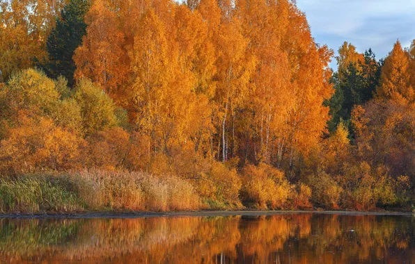 Картинка осень, деревья, река, Олег Богданов