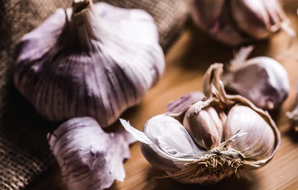 Head, garlic, Allium sativum