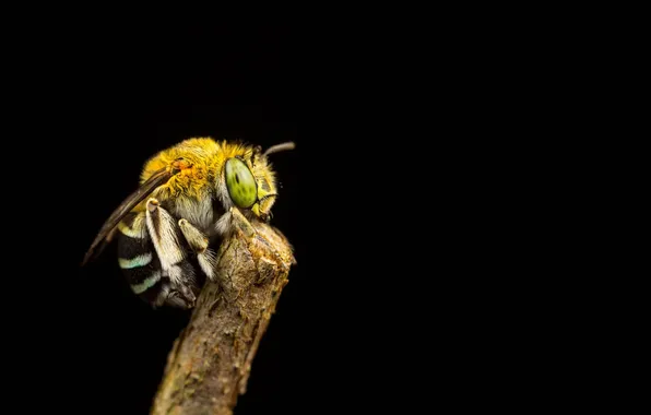 Картинка пчела, фон, ветка, насекомое