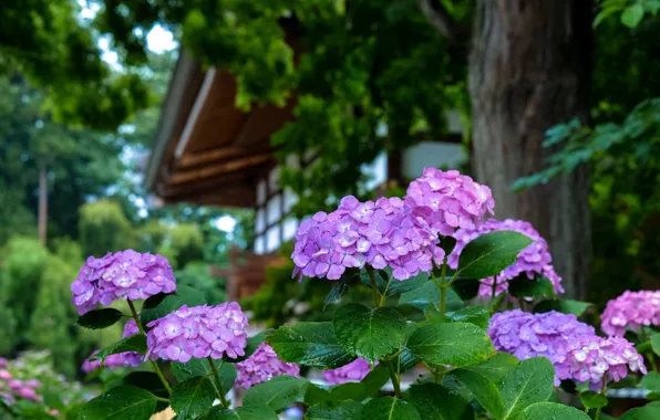 Japan, гортензия, в саду, в каплях