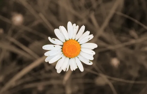 Белый, лето, желтый, ромашка, июнь, 2016, мордовия