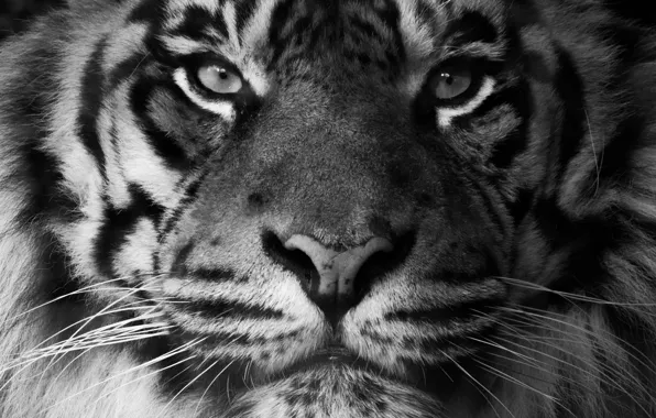 Картинка взгляд, морда, хищник, суматранский тигр