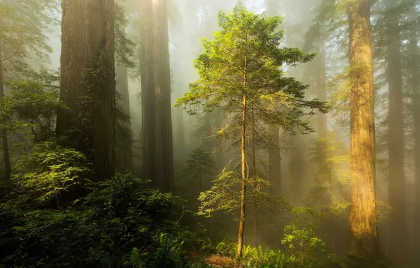Картинка лес, туман, весна