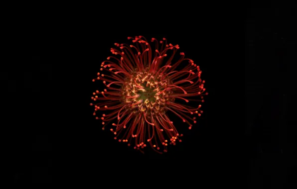 Красный, чёрный, Apple, цвет, лепестки, черный фон, iOS 8, wallpapers for mac