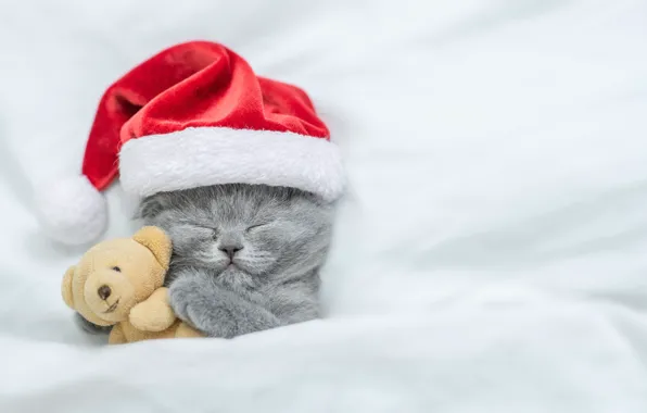 Котенок, Рождество, Christmas, kitten, gift, teddy bear, cute, sleeping