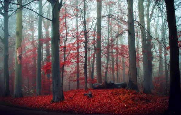 Картинка осень, лес, природа