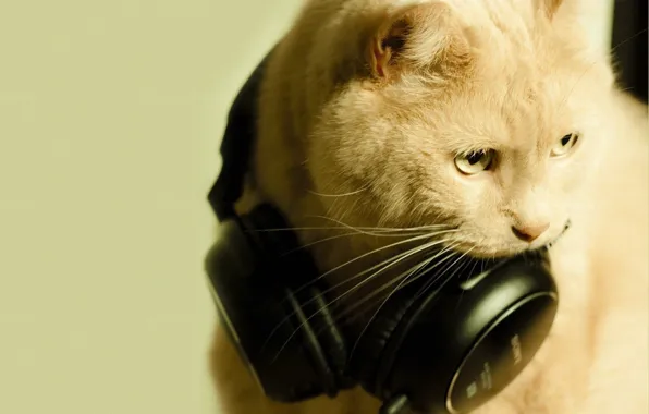 Кошка, музыка, Sony