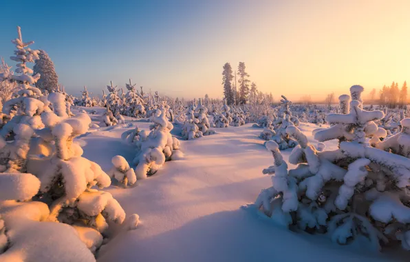 Картинка зима, лес, снег, Финляндия