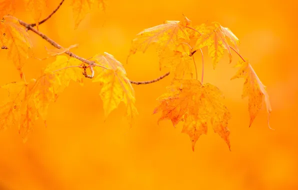 Осень, листья, макро, фон, ветка, клён