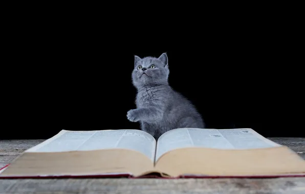 Книга, черный фон, котёнок