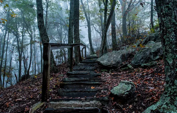 Картинка осень, туман, камни, Лес, лестница