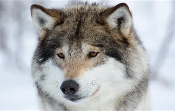 Картинка животные, зима, волк, animals, Nature, wolf, portrait, winter