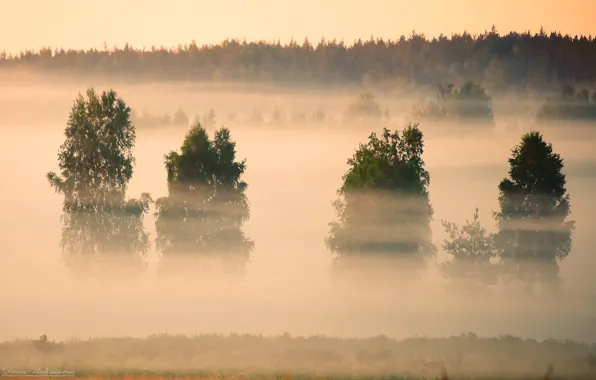 Пейзаж, природа, туман, утро