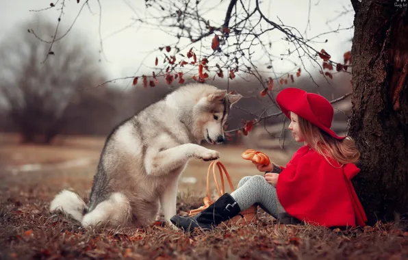 Картинка осень, природа, дерево, животное, корзина, собака, девочка, шляпка
