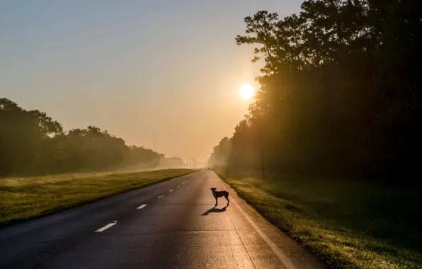Картинка дорога, туман, друг, собака, утро