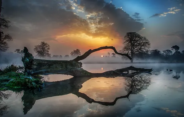 Картинка закат, туман, озеро, дерево