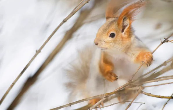 Картинка зима, взгляд, снег, ветки, белка, мордочка