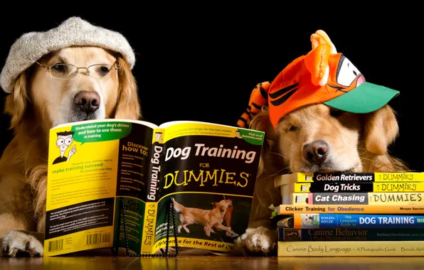Собаки, стол, шапка, две, книги, юмор, очки, кепка