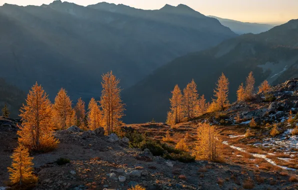Осень, лес, деревья, горы, лиственницы