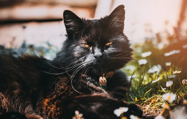Кошка, лето, кот, усы, взгляд, морда, свет, цветы