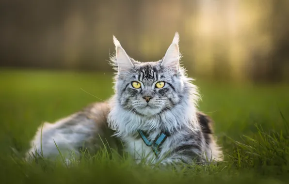 Кошка, кот, взгляд, поза, мордашка