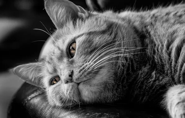 Картинка кот, задумчивость, чёрно-белая