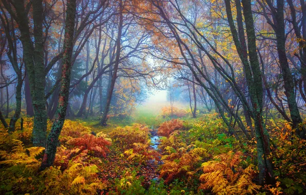 Картинка осень, листья, деревья, ветки, природа, туман, желтые, Лес