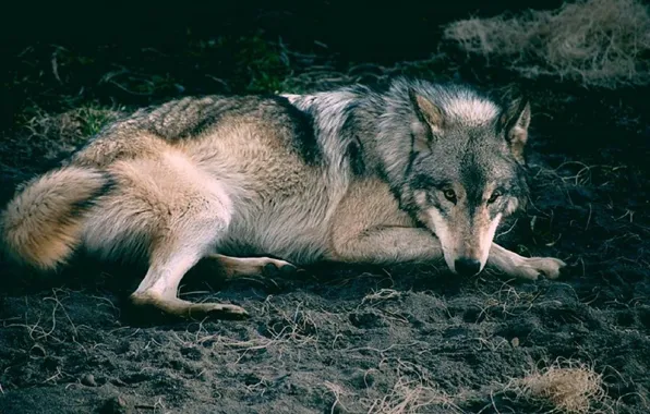 Картинка nature, predator, animal, wolf, wildlife, Canis lupus, portrait.