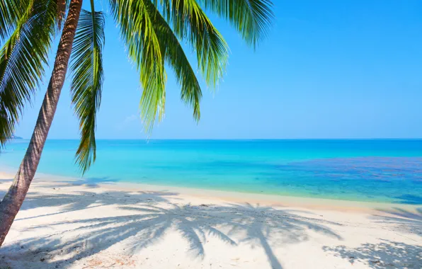 Картинка песок, море, пляж, пейзаж, отражение, пальма, голубое небо