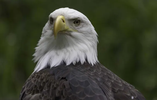 Птица, Клюв, Хищник, Белоголовый орлан, Ali Pashang, Northern bald eagle, Питца