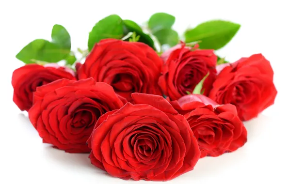 Картинка цветы, розы, лепестки, красные розы