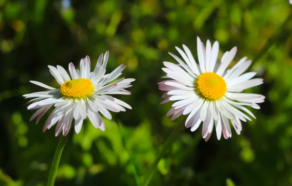 Flower, spring, daisy